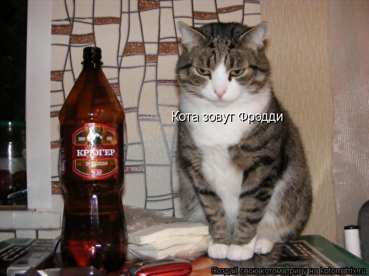 Котоматрица: Кота зовут Фрэдди