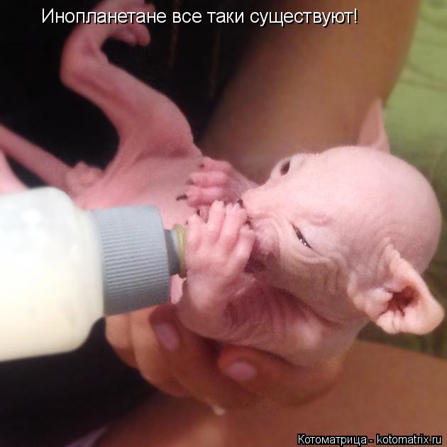 Котоматрица: Инопланетане все таки существуют!