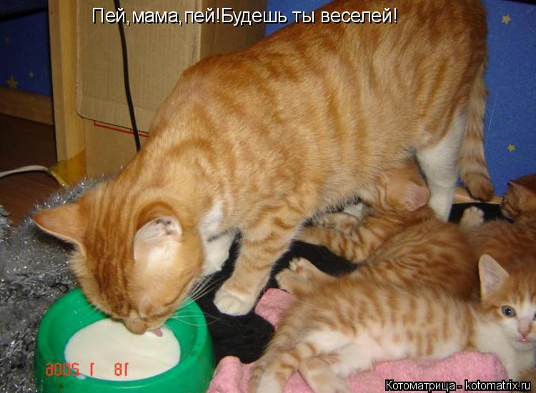 Котоматрица: Пей,мама,пей!Будешь ты веселей!
