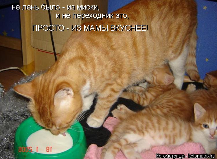 не лень было - из миски, и не переходник это, ПРОСТО - ИЗ МАМЫ ВКУСНЕЕ!... Котоматрица: не лень было - из миски, и не переходник это, ПРОСТО - ИЗ МАМЫ ВКУСНЕЕ!