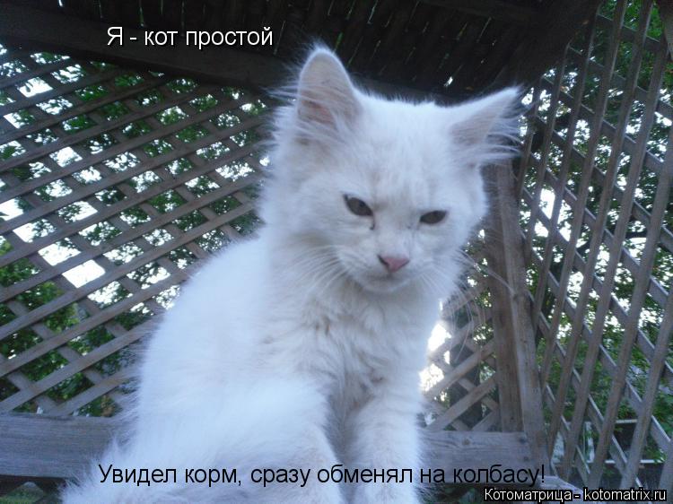 Я - кот простой Увидел корм, сразу обменял на колбасу!... Котоматрица: Я - кот простой Увидел корм, сразу обменял на колбасу!