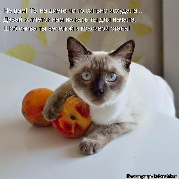 Не дам! Ты на диете чо то сильно исхудала... Давай котлеток нам нажарь ты для начала! Шоб снова ты ве... Котоматрица: Не дам! Ты на диете чо то сильно исхудала... Давай котлеток нам нажарь ты для начала! Шоб снова ты весёлой и красивой стала!