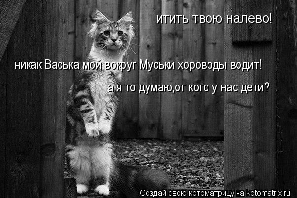 Котоматрица: итить твою налево! никак Васька мой вокруг Муськи хороводы водит! а я то думаю,от кого у нас дети?