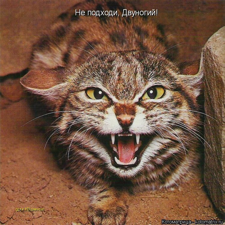Котоматрица: Не подходи, Двуногий! (для КВшкиков)