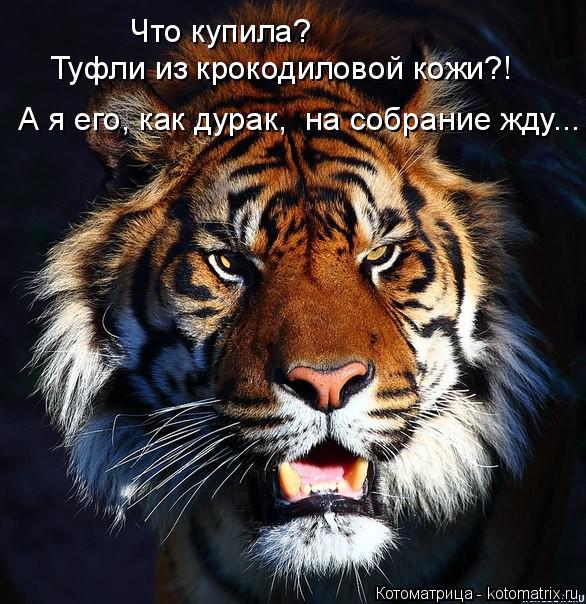 Что купила? Туфли из крокодиловой кожи?! А я его, как дурак, на собрание жду...... Котоматрица: Что купила? Туфли из крокодиловой кожи?! А я его, как дурак, на собрание жду...