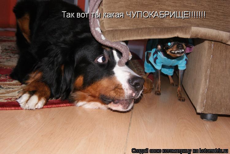 Котоматрица: Так вот ты какая ЧУПОКАБРИЩЕ!!!!!!!