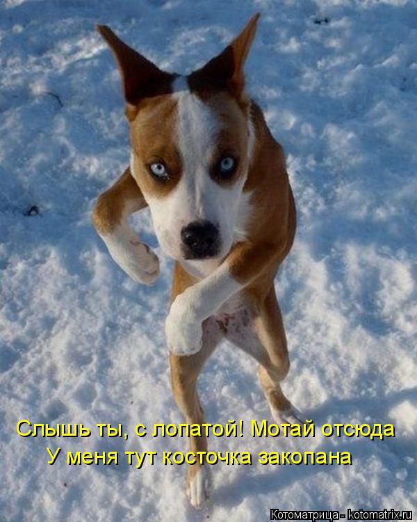 Слышь ты, с лопатой! Мотай отсюда У меня тут косточка закопана... Котоматрица: Слышь ты, с лопатой! Мотай отсюда У меня тут косточка закопана