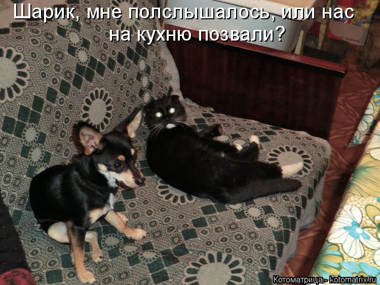 Шарик, мне полслышалось, или нас на кухню позвали?... Котоматрица: Шарик, мне полслышалось, или нас на кухню позвали?