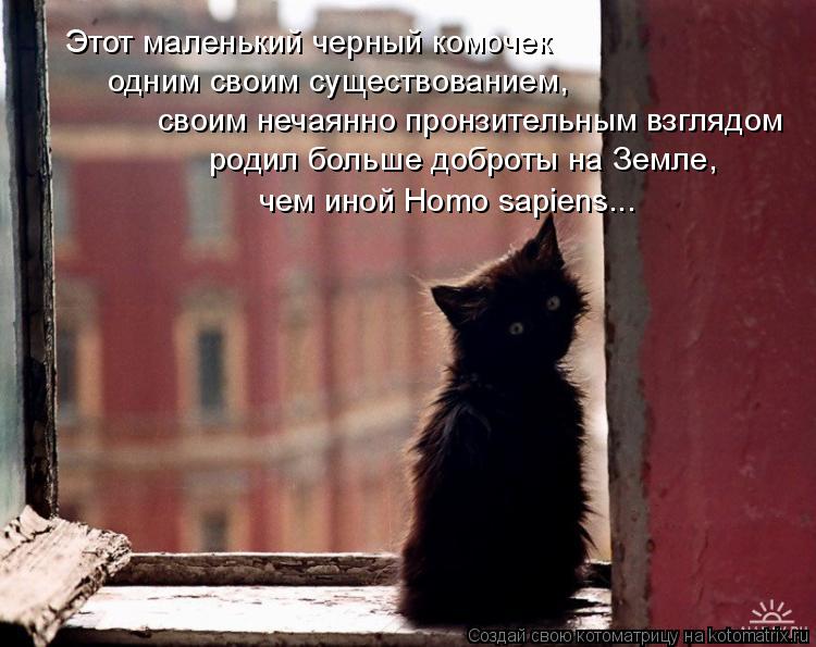 Этот маленький черный комочек одним своим существованием, своим нечаянно пронзительным взглядом род... Котоматрица: Этот маленький черный комочек одним своим существованием, своим нечаянно пронзительным взглядом родил больше доброты на Земле, чем иной H