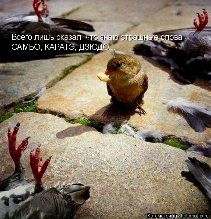 Всего лишь сказал, что знаю страшные слова САМБО, КАРАТЭ, ДЗЮДО...... Котоматрица: Всего лишь сказал, что знаю страшные слова САМБО, КАРАТЭ, ДЗЮДО...