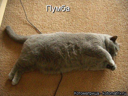 Пумба... Котоматрица: Пумба