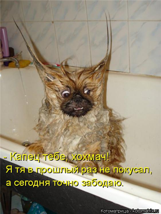 - Капец тебе, хохмач! Я тя в прошлый раз не покусал, а сегодня точно забодаю.... Котоматрица: - Капец тебе, хохмач! Я тя в прошлый раз не покусал, а сегодня точно забодаю.