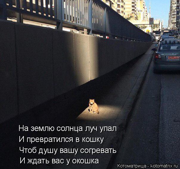 На землю солнца луч упал И превратился в кошку Чтоб душу вашу согревать И ждать вас у окошка... Котоматрица: На землю солнца луч упал И превратился в кошку Чтоб душу вашу согревать И ждать вас у окошка