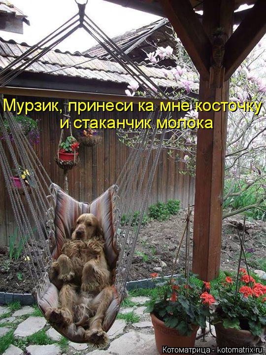 Мурзик, принеси ка мне косточку и стаканчик молока... Котоматрица: Мурзик, принеси ка мне косточку и стаканчик молока