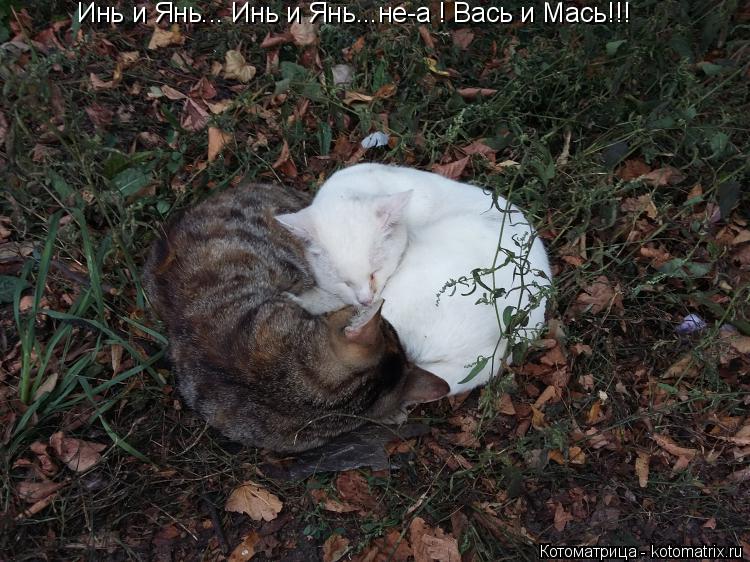 Инь и Янь... Инь и Янь...не-а ! Вась и Мась!!!... Котоматрица: Инь и Янь... Инь и Янь...не-а ! Вась и Мась!!!
