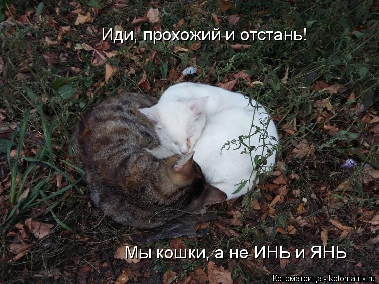 Иди, прохожий и отстань! Мы кошки, а не ИНЬ и ЯНЬ... Котоматрица: Иди, прохожий и отстань! Мы кошки, а не ИНЬ и ЯНЬ