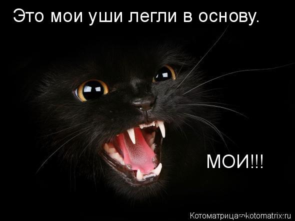 Это мои уши легли в основу. МОИ!!!... Котоматрица: Это мои уши легли в основу. МОИ!!!