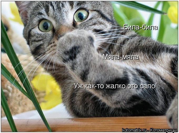 Уж как-то жалко это сало! Била-била Мяла-мяла... Котоматрица: Уж как-то жалко это сало! Била-била Мяла-мяла