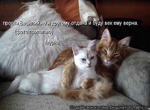 прости,Василий,но я другому отдана и буду век ему верна. (фото прилагаю) Мурка.... Котоматрица: прости,Василий,но я другому отдана и буду век ему верна. (фото прилагаю) Мурка.