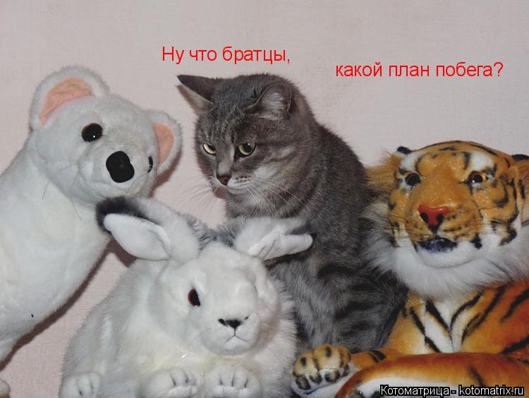 Ну что братцы, какой план побега?... Котоматрица: Ну что братцы, какой план побега?
