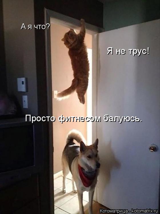 А я что? Я не трус! Просто фитнесом балуюсь.... Котоматрица: А я что? Я не трус! Просто фитнесом балуюсь.