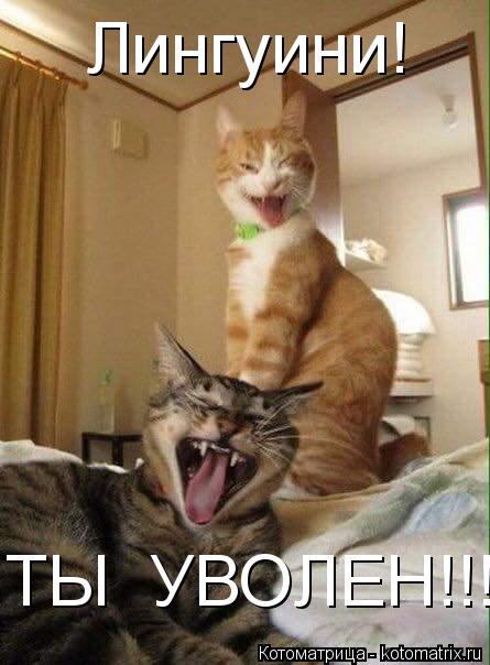 Лингуини! ТЫ УВОЛЕН!!!... Котоматрица: Лингуини! ТЫ УВОЛЕН!!!