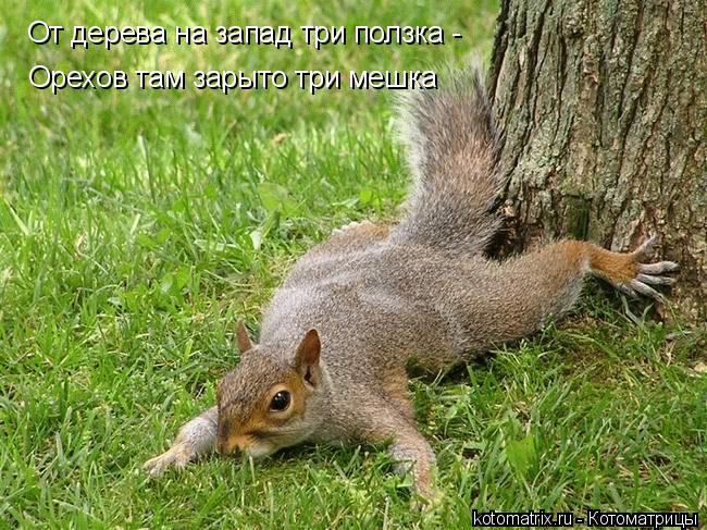 От дерева на запад три ползка - Орехов там зарыто три мешка... Котоматрица: От дерева на запад три ползка - Орехов там зарыто три мешка