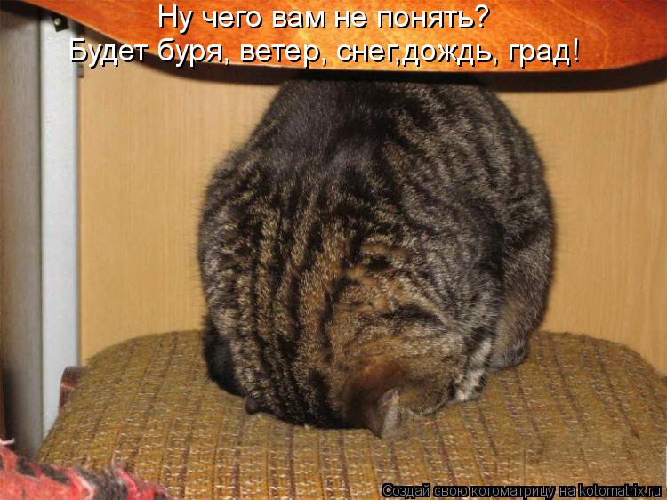 Ну чего вам не понять? Будет буря, ветер, снег,дождь, град!... Котоматрица: Ну чего вам не понять? Будет буря, ветер, снег,дождь, град!