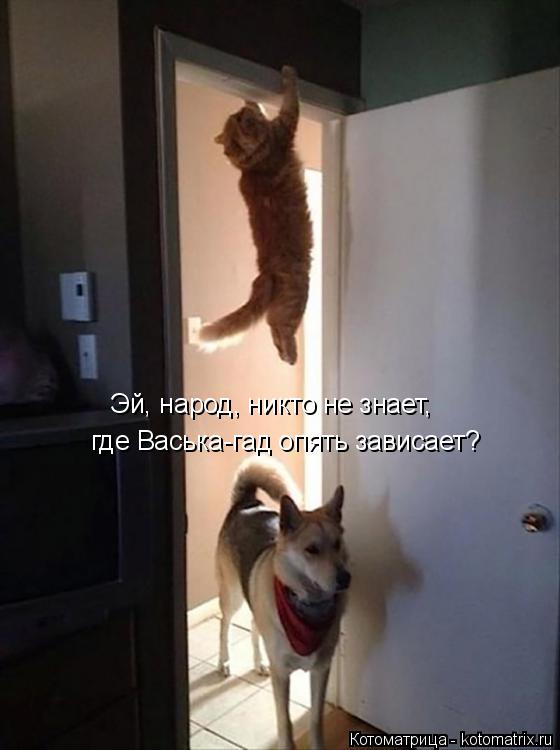 где Васька-гад опять зависает? Эй, народ, никто не знает,... Котоматрица: где Васька-гад опять зависает? Эй, народ, никто не знает,
