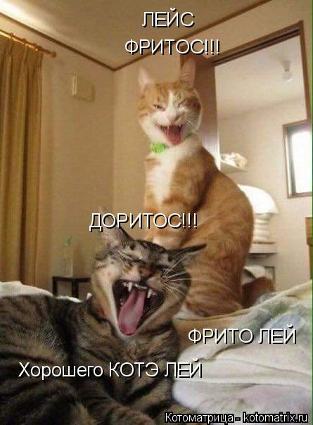 ДОРИТОС!!! ФРИТОС!!! ФРИТО ЛЕЙ Хорошего КОТЭ ЛЕЙ ЛЕЙС... Котоматрица: ДОРИТОС!!! ФРИТОС!!! ФРИТО ЛЕЙ Хорошего КОТЭ ЛЕЙ ЛЕЙС