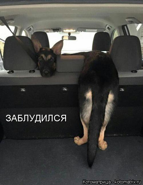 ЗАБЛУДИЛСЯ... Котоматрица: ЗАБЛУДИЛСЯ