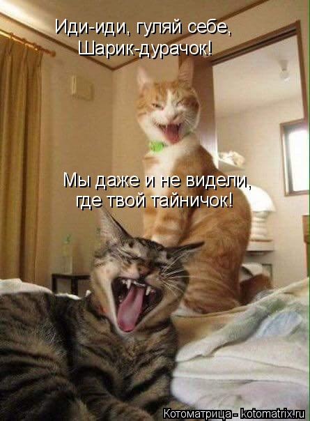 Иди-иди, гуляй себе, Шарик-дурачок! Мы даже и не видели, где твой тайничок!... Котоматрица: Иди-иди, гуляй себе, Шарик-дурачок! Мы даже и не видели, где твой тайничок!