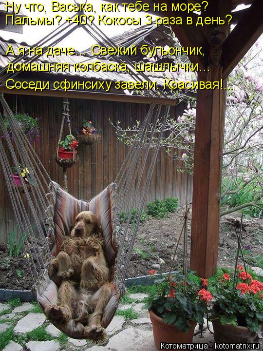 Ну что, Васька, как тебе на море? Пальмы? +40? Кокосы 3 раза в день? А я на даче… Свежий бульончик, д... Котоматрица: Ну что, Васька, как тебе на море? Пальмы? +40? Кокосы 3 раза в день? А я на даче… Свежий бульончик, домашняя колбаска, шашлычки… Соседи сфинсиху