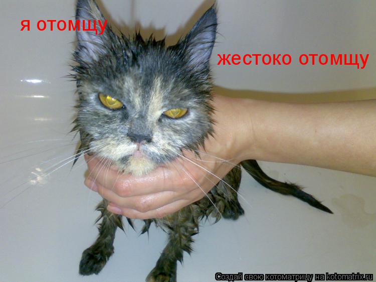 я отомщу жестоко отомщу... Котоматрица: я отомщу жестоко отомщу