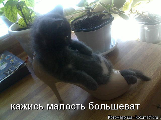 кажись малость большеват... Котоматрица: кажись малость большеват