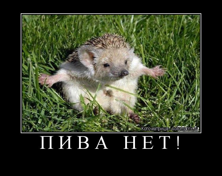 ПИВА НЕТ! ... Котоматрица: ПИВА НЕТ!