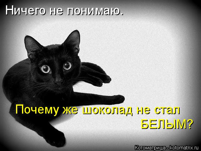 Ничего не понимаю. Почему же шоколад не стал БЕЛЫМ?... Котоматрица: Ничего не понимаю. Почему же шоколад не стал БЕЛЫМ?