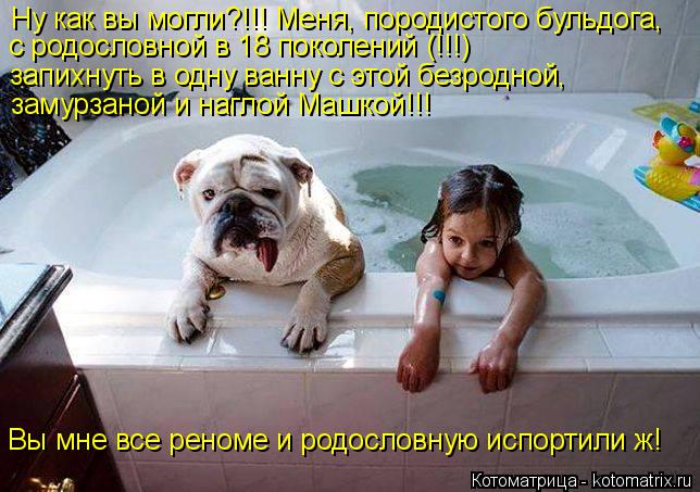 Ну как вы могли?!!! Меня, породистого бульдога, с родословной в 18 поколений (!!!) запихнуть в одну в... Котоматрица: Ну как вы могли?!!! Меня, породистого бульдога, с родословной в 18 поколений (!!!) запихнуть в одну ванну с этой безродной, замурзаной и наглой Ма