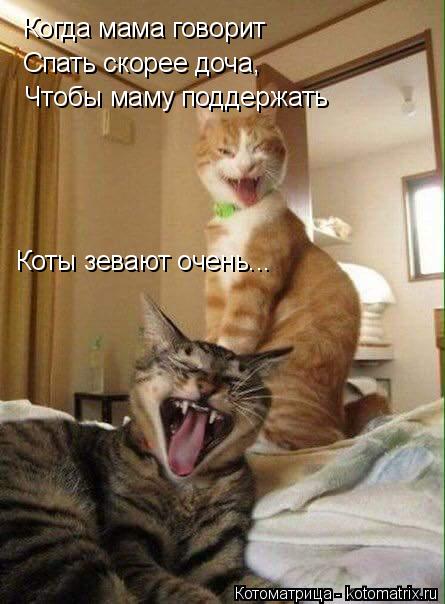Когда мама говорит Спать скорее доча, Чтобы маму поддержать Коты зевают очень...... Котоматрица: Когда мама говорит Спать скорее доча, Чтобы маму поддержать Коты зевают очень...