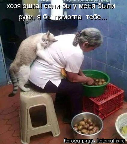 Котоматрица: хозяюшка! если бы у меня были руки, я бы помогла  тебе...