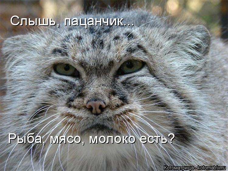 Слышь, пацанчик... Рыба, мясо, молоко есть?... Котоматрица: Слышь, пацанчик... Рыба, мясо, молоко есть?