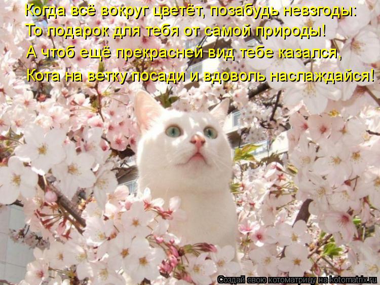 Котоматрица: Когда всё вокруг цветёт, позабудь невзгоды:  То подарок для тебя от самой природы! А чтоб ещё прекрасней вид тебе казался, Кота на ветку поса