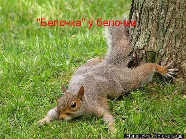 "Белочка" у белочки.... Котоматрица: "Белочка" у белочки.