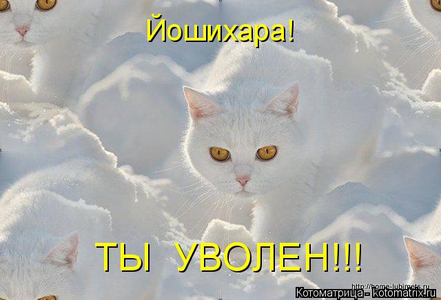 Йошихара! ТЫ УВОЛЕН!!!... Котоматрица: Йошихара! ТЫ УВОЛЕН!!!