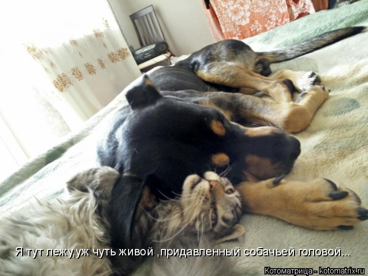 Я тут лежу,уж чуть живой ,придавленный собачьей головой...... Котоматрица: Я тут лежу,уж чуть живой ,придавленный собачьей головой...