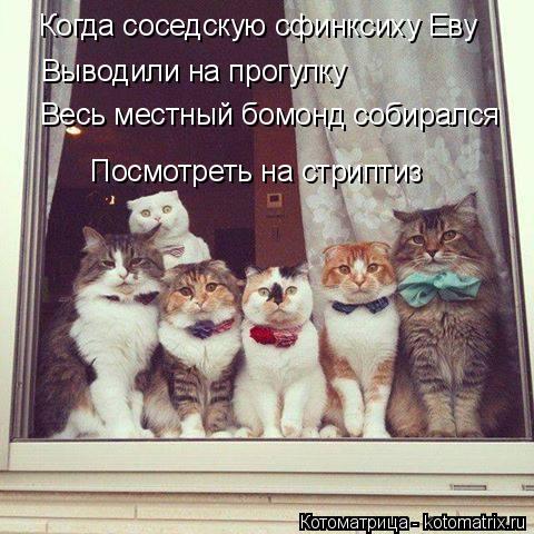 Когда соседскую сфинксиху Еву Выводили на прогулку Весь местный бомонд собирался Посмотреть на стрипт... Котоматрица: Когда соседскую сфинксиху Еву Выводили на прогулку Весь местный бомонд собирался Посмотреть на стриптиз