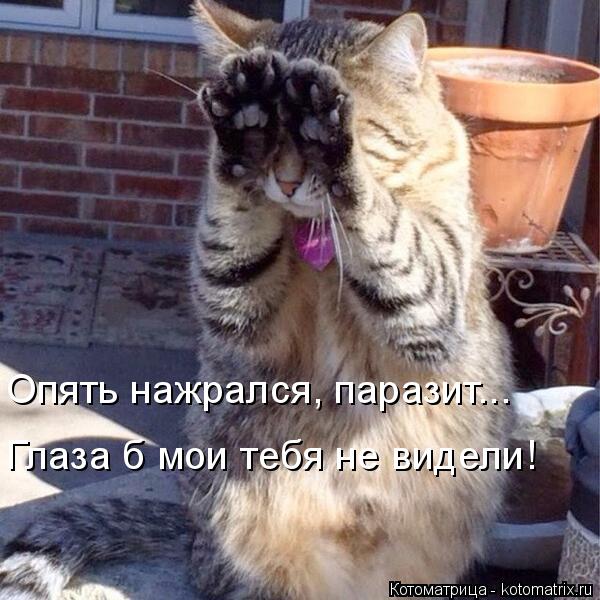 Опять нажрался, паразит... Глаза б мои тебя не видели!... Котоматрица: Опять нажрался, паразит... Глаза б мои тебя не видели!