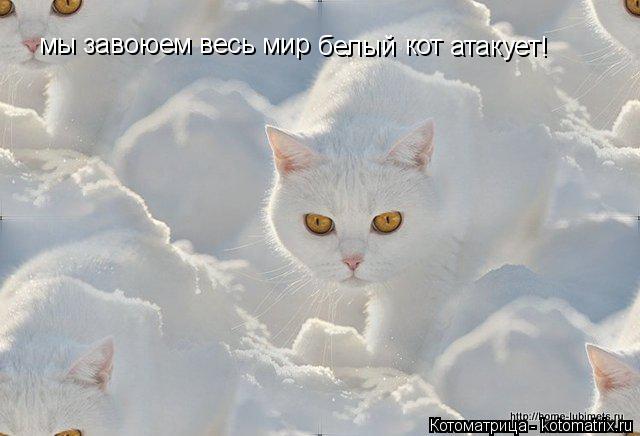 мы завоюем весь мир белый кот атакует !... Котоматрица: мы завоюем весь мир белый кот атакует !