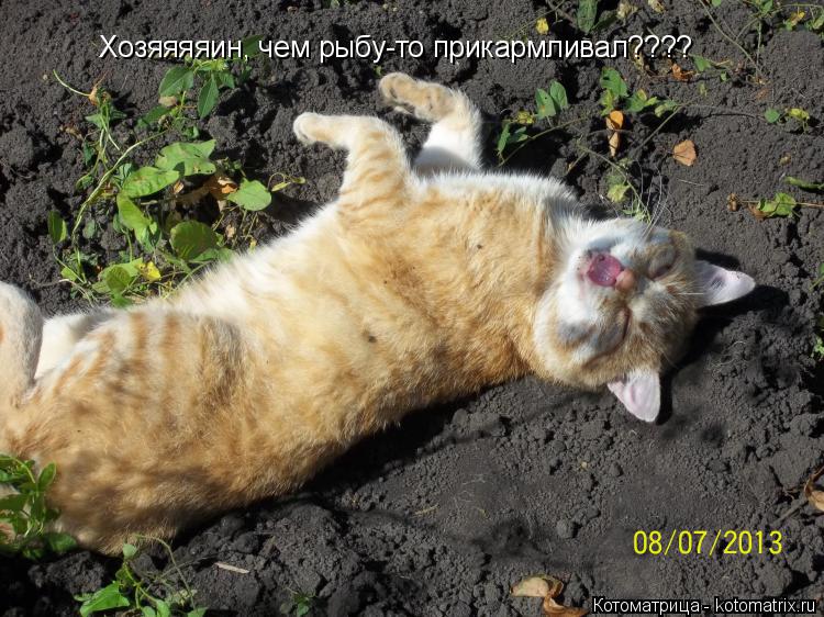Котоматрица: Хозяяяяин, чем рыбу-то прикармливал????