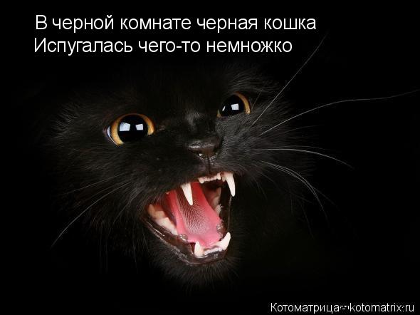 В черной комнате черная кошка Испугалась чего-то немножко... Котоматрица: В черной комнате черная кошка Испугалась чего-то немножко